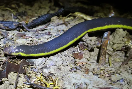 ichthyophis multicolor