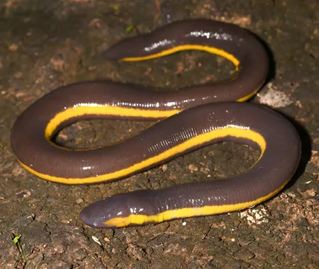 ichthyophis nguyenorum