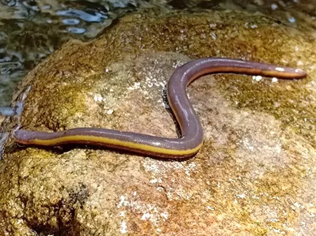 ichthyophis nigroflavus