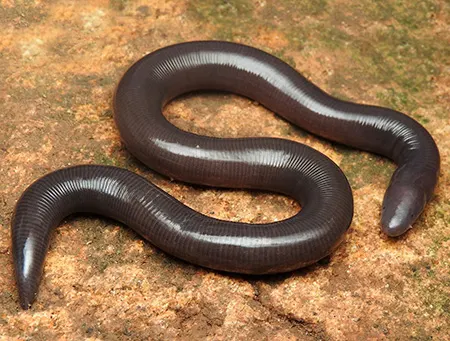 ichthyophis orthoplicatus