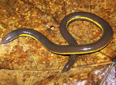 ichthyophis paucisulcus