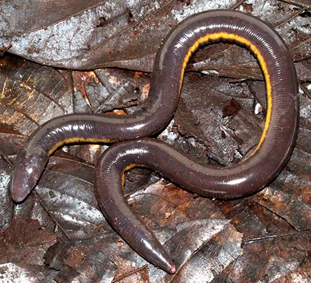 ichthyophis pauli