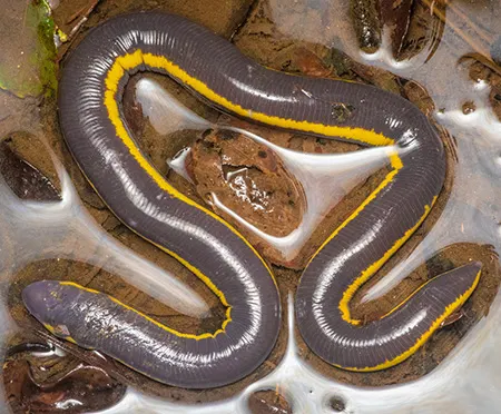 ichthyophis pseudangularis