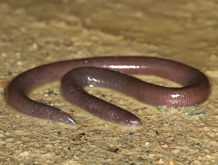 ichthyophis sikkimensis