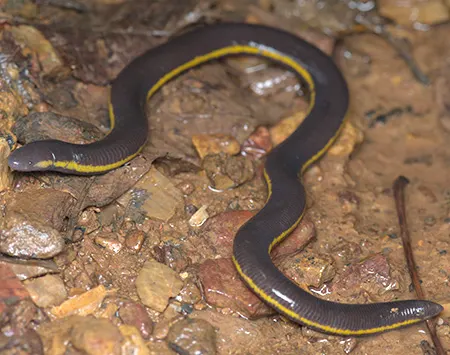 ichthyophis supachaii