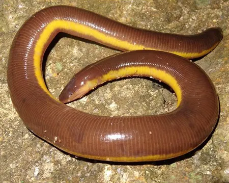 ichthyophis tricolor