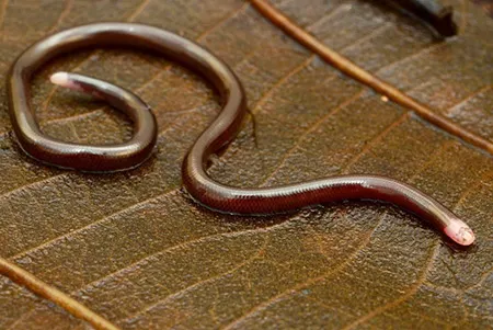 indotyphlops albiceps