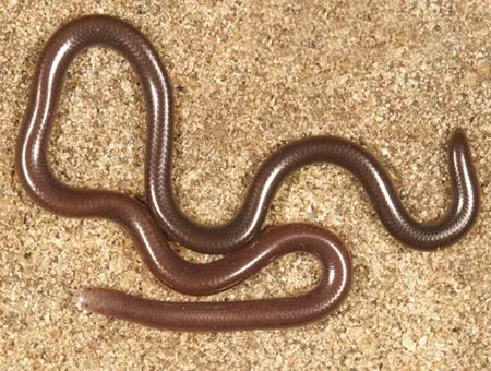 indotyphlops combank