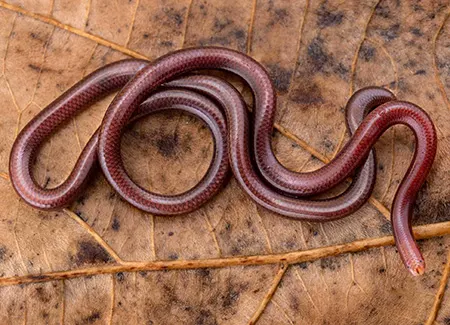 indotyphlops lazelli