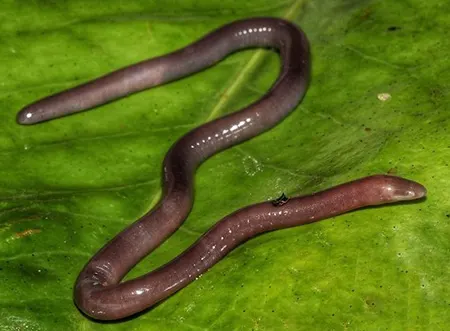 indotyphlus battersbyi