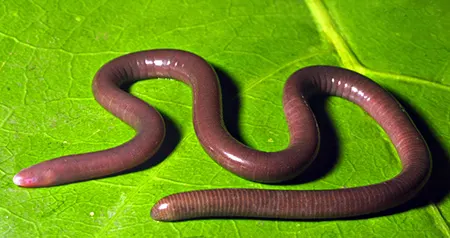 indotyphlus maharashtraens