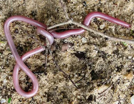 letheobia lumbriciformis