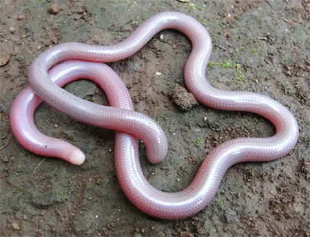 letheobia mbeerensis