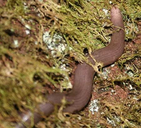 madatyphlops andasibensis
