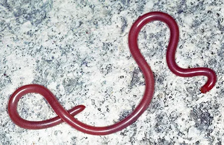 madatyphlops arenarius