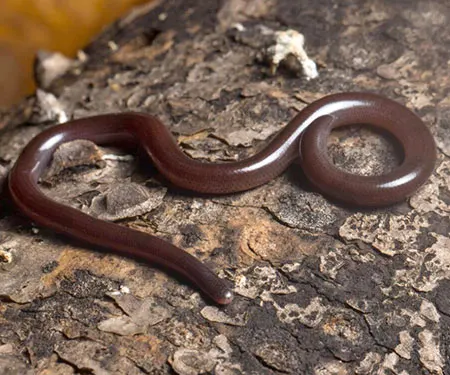 madatyphlops decorsei