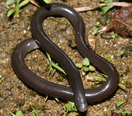 madatyphlops domerguei