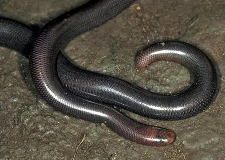 madatyphlops mucronatus