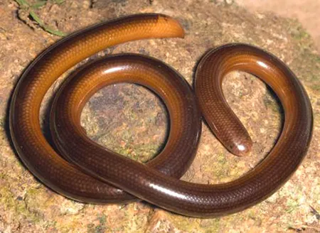 malayotyphlops ruficauda