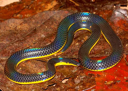 melanophidium bilineatum