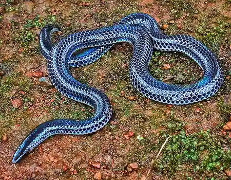 melanophidium khairei