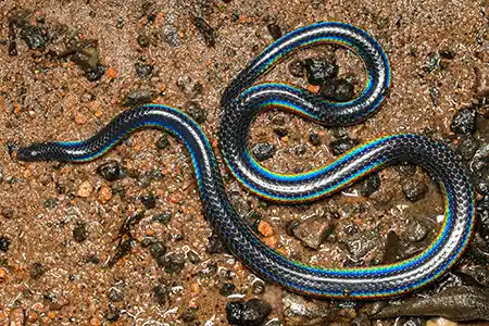 melanophidium punctatum