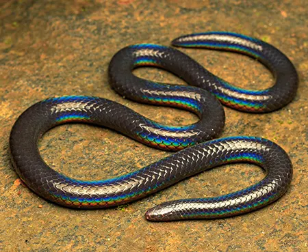 melanophidium wynaudense