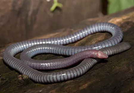 oscaecilia ochrocephala