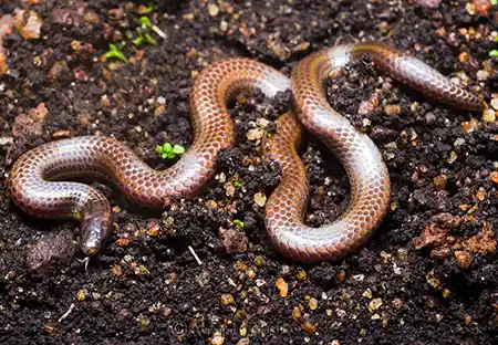 platyplectrurus madurensis