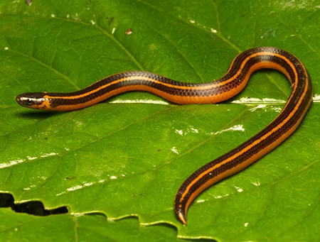 platyplectrurus trilineatus