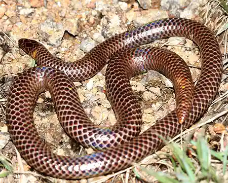 plectrurus guentheri