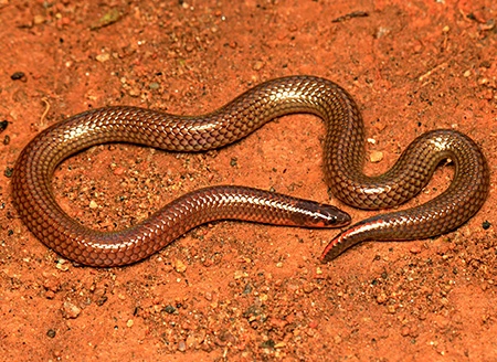 plectrurus perroteti