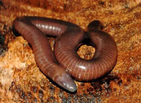 praslinia cooperi