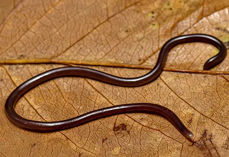 pseudoindotyphlops porrectus