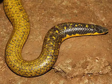 pseudoplectrurus canaricus