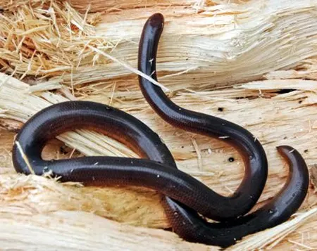 ramphotyphlops adocetus