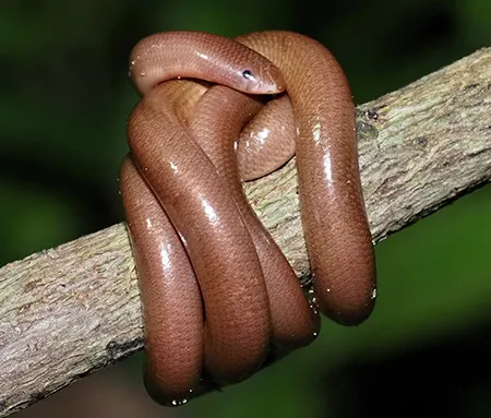 ramphotyphlops cumingii