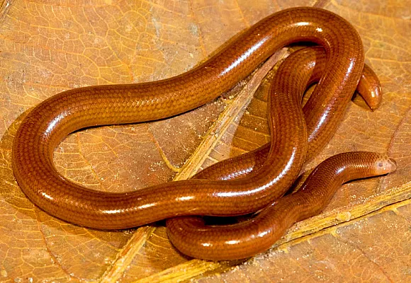 ramphotyphlops depressus