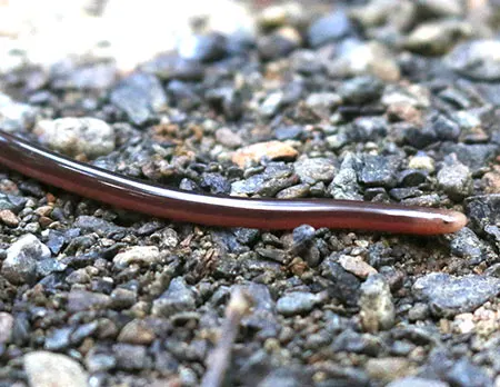 ramphotyphlops hatmaliyeb