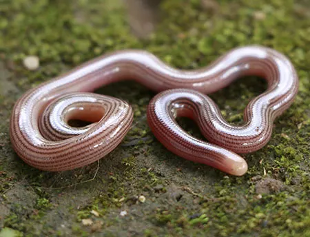 ramphotyphlops lineatus