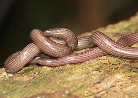 ramphotyphlops multilineatus