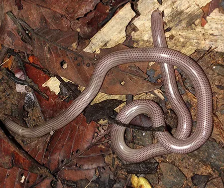 ramphotyphlops olivaceus