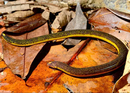 rhinatrema bivittatum