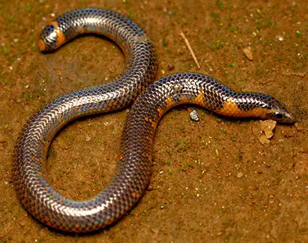 rhinophis blythii