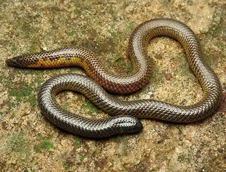 rhinophis drummondhayi