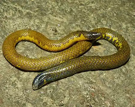 rhinophis erangaviraji