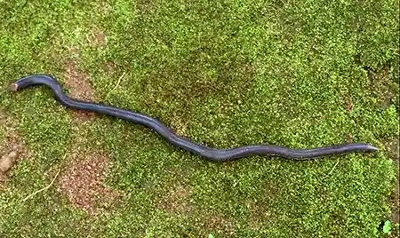 rhinophis fergusonianus