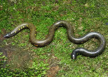 rhinophis gunasekarai