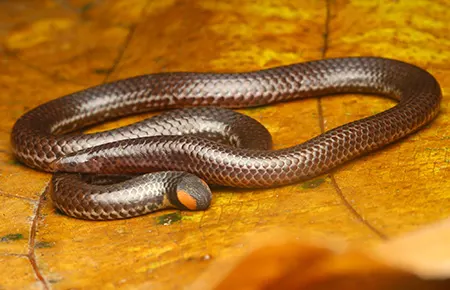 rhinophis karinthandani