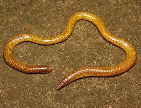 rhinophis lineatus
